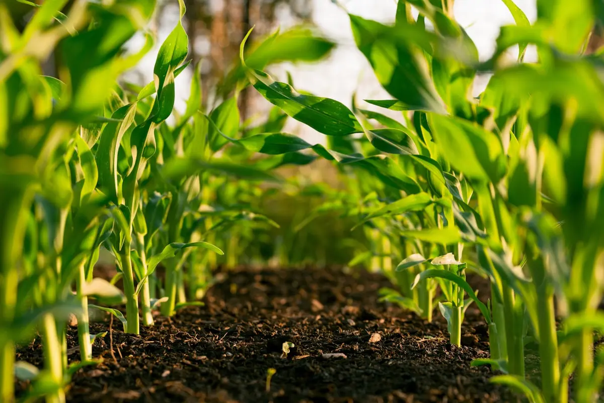 Escalar o Agronegócio: Porquê Fugir do Software Genérico de Gestão